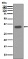 Osteopontin Antibody