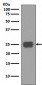 CD90 / Thy1 Antibody