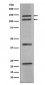 nNOS (neuronal) Antibody