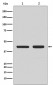 CCR7 Antibody