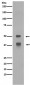 LEF1 Antibody