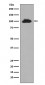 STAT6 Antibody