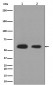 Calreticulin Antibody