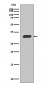 p27 KIP 1 Antibody