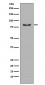 PI 3 Kinase p85 alpha Antibody