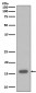 p16 INK Antibody