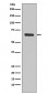 SHP1 Antibody