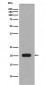 MCSF Antibody