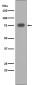 PKC alpha Antibody