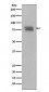 Phospho-v-Myb + c-Myb (S11) Antibody