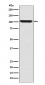 LGR5/GPR49 Antibody