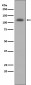 ABCG1 Antibody