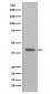 EpCAM Antibody