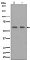 Cyclin B1 Antibody