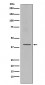 CXCR4 Antibody