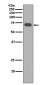 YAP1 Antibody