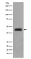 Cytokeratin 15 Antibody 