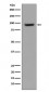 ICAM1 Antibody 