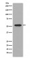 CD4 Antibody 