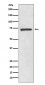 SOX9 Antibody