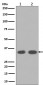 Cyclin D1 Antibody