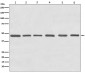 Tubulin gamma Antibody