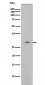 CDK5  Antibody 