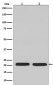 Ras  Antibody 