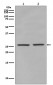 Phospho-eIF4E (S209)  antibody