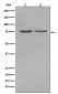 Alkaline Phosphatase Antibody