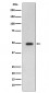 GFAP Antibody