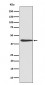 CREB Antibody