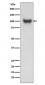 VCAM1 Antibody