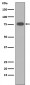 Vitronectin Antibody 