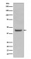 SOX18 Antibody