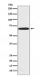 PRMT5 Antibody 