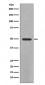 YB1 Antibody