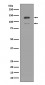 IFNAR1 Antibody