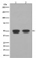 p53 Antibody