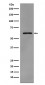 Phospho-Src (Y419) Antibody