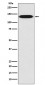 Integrin beta 1 Antibody