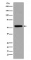 p53 (acetyl K370) Antibody