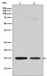 Histone H3 (mono methyl R128) Antibody