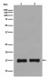 Histone H3 (mono methyl K36) Antibody