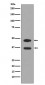 Fos B Antibody