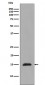 Histone H3 (mono methyl R2) Antibody