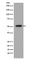 Phospho-p53 (S376) Antibody