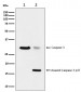 active + pro Caspase 3  Antibody 