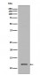 Histone H4 (tri methyl K20) Antibody