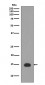 Histone H3 (acetyl K4) Antibody 